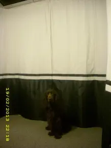 Ständig Tierhaare an der Übergardine