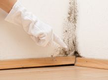 Schimmel bekämpfen ohne schädliche Chemie