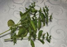 Sträuße von Kräutern frisch halten