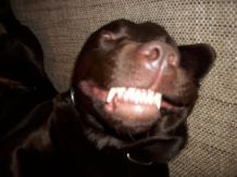 Giftige & ungesunde Lebensmittel für Hunde - eine hilfreiche Liste