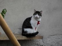 Katzengeschirr und Hundemarke