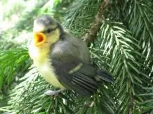 Vögel im Rollladenkasten, was tun?