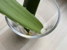 Aloe Vera vermehren