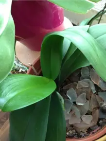 Orchideen retten - Wachstumsschub für Orchideen