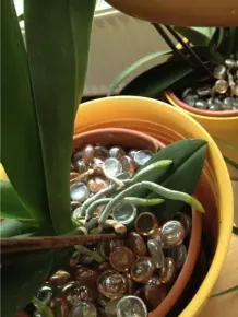 Orchideen retten - Wachstumsschub für Orchideen