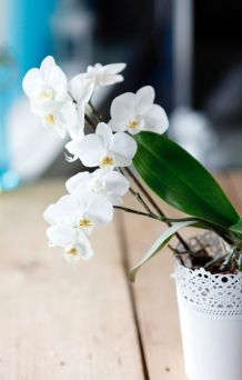Orchideen retten - Wachstumsschub für Orchideen