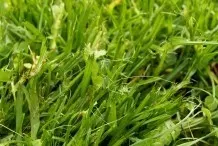 Gras- und Erdeflecken auf Hosen