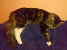 Katze wird nicht satt?