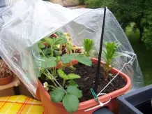 Upcycling: Regenschutzdach für Balkonkästen