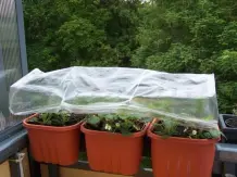 Upcycling: Regenschutzdach für Balkonkästen