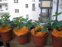 UPCYCLING: Kartoffelnetze als Schimmelschutz für Erdbeeren