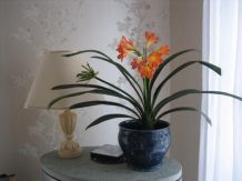 Clivia 2x hintereinander zum Blühen bringen