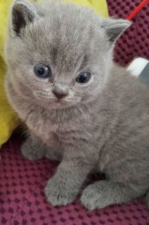 Katze trinkt nicht genug?
