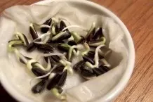 Sonnenblumenkerne für den Salat - gekeimt als Sprossen & geröstet