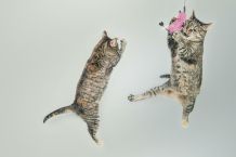 Katzenspielzeug - schnell selbst gemacht