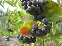 Marmelade aus Aroniabeeren