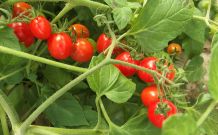 Tomatenschwemme? Tomatensuppe kochen, ganz easy