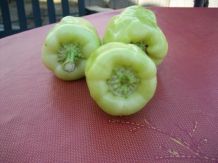 Paprikaschoten aus dem Blumentopf mit reichlicher Ernte