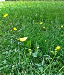 Lästige Butterblumen im Rasen oder in Beeten