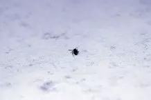 Ameisen aus der Wohnung vertreiben: Mit Köderdosen