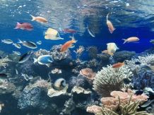 Schnecken aus Aquarium sammeln