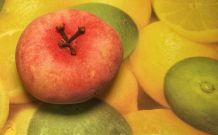 Fruchtfliegen loswerden