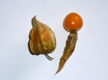 Physalis-Lutscher für kleine Kinder