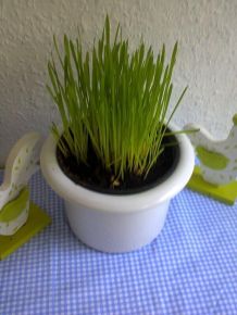 Erde aus Kräutertöpfen weiterverwenden