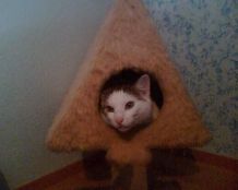 Katze pinkelt überall hin?