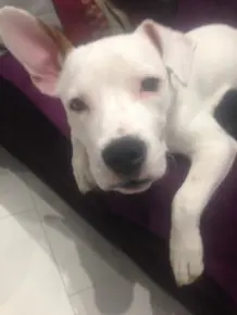 Hundefutter - gesünder und billiger