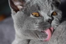Katze Medikamente geben
