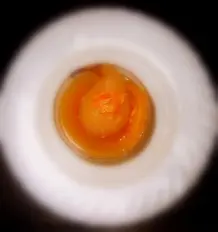 Birnen mit Orangen-Karamellsoße