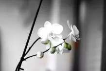 Schnittstellen an Orchideen