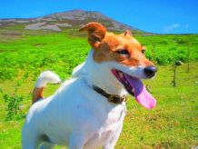 Mundgeruch beim Hund