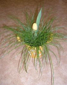 Geschenk: Katzengras mit Tulpe