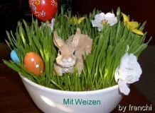 Geschenk: Katzengras mit Tulpe