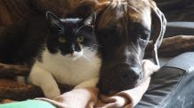 Glänzendes Fell für Hund und Katze
