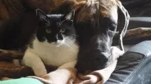 Glänzendes Fell für Hund und Katze