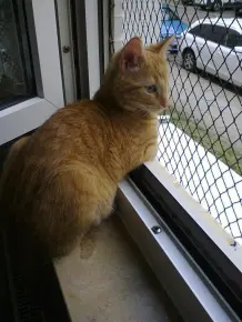 Fenster sichern ohne Schrauben und Bohren