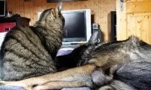 Hund und Katze in Haus / Wohnung beschäftigen