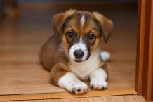 Selbstgemachtes Hundespielzeug: Hund in der Wohnung beschäftigen
