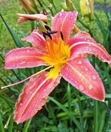 Maulwürfe umweltfreundlich mit Lilien vertreiben