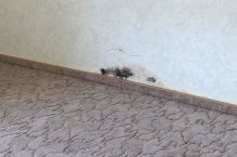 Schimmel an der Wand beseitigen