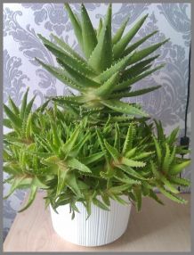 Aloe vera Linne gegen Ischias und Allergie