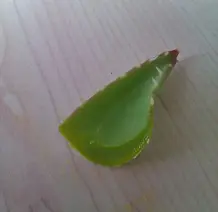 Aloe vera Linne gegen Ischias und Allergie