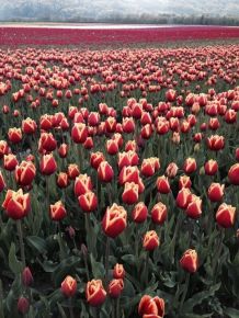 Tulpen einfach frisch halten