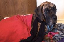 Den Hund richtig schützen - Tierkrankenversicherung