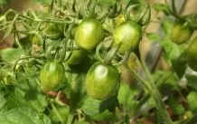 Tomatenpflanzen richtig wässern