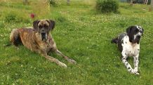 Hunde erziehen