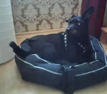 Hundebett selber machen
